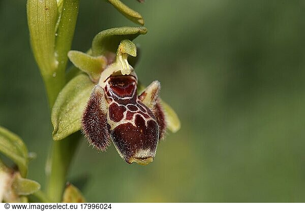 Attika-Orchidee (Ophrys attica) Nahaufnahme der Blüte  Zypern  März  Europa