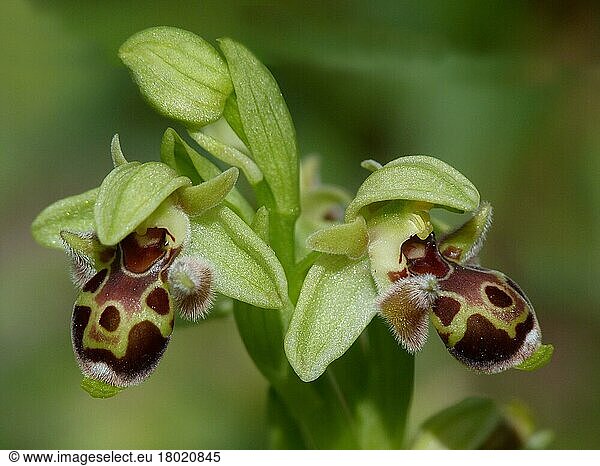 Attika-Orchidee (Ophrys attica)  Nahaufnahme der Blüten  Peloponesos  Südgriechenland  April