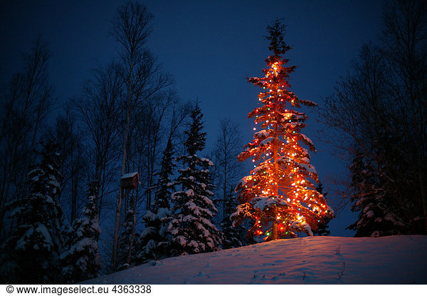 Außenaufnahme beleuchtet at symbol at-symbol @ at-zeichen at zeichen at symbole Winter Nacht Tal Weihnachtsbaum Tannenbaum Süden Vogelhaus