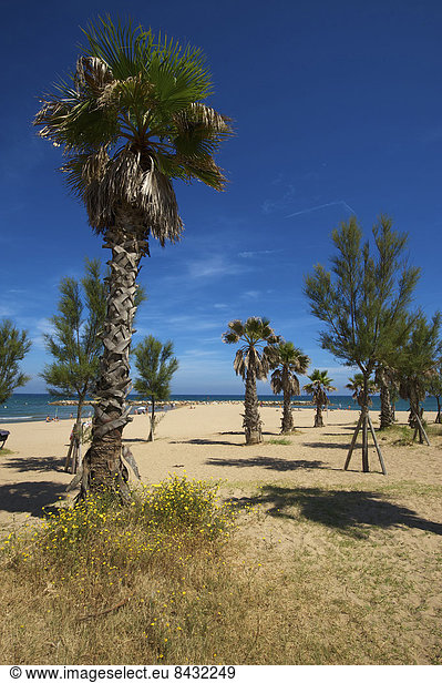Außenaufnahme Frankreich Europa Tag Strand Küste Meer Cote d Azur Sandstrand Mittelmeer Palmenstrand