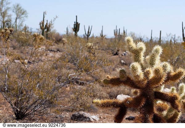 Außenaufnahme Landschaft Wüste Süden Kaktus Phoenix