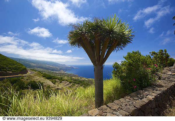 Außenaufnahme Landschaftlich schön landschaftlich reizvoll Europa Tag Baum Küste niemand Meer Natur Palme Kanaren Kanarische Inseln La Palma Spanien