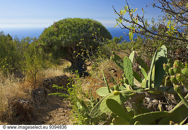 Außenaufnahme Landschaftlich schön landschaftlich reizvoll Europa Tag niemand Natur Kanaren Kanarische Inseln La Palma Spanien