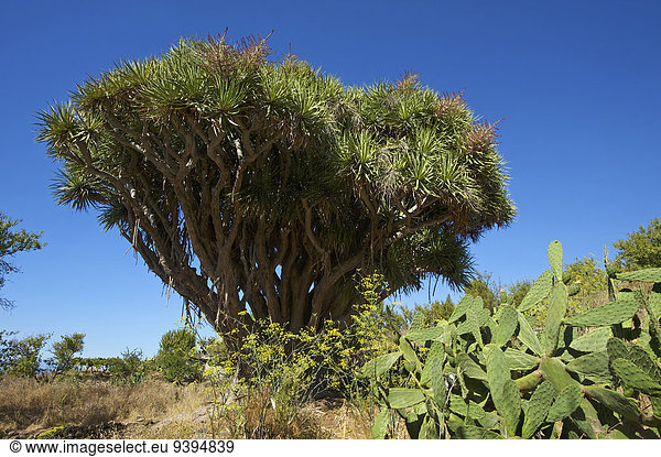 Außenaufnahme Landschaftlich schön landschaftlich reizvoll Europa Tag niemand Natur Kanaren Kanarische Inseln La Palma Spanien