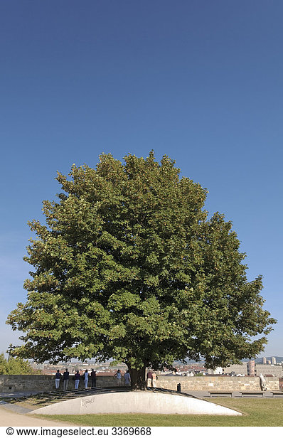 Außenaufnahme Sehenswürdigkeit Europa Berg Tag europäisch Botanik Baum Ziel Architektur Pflanze Natur Bergahorn Acer pseudoplatanus Ahorn Erfurt deutsch Deutschland freie Natur Thüringen