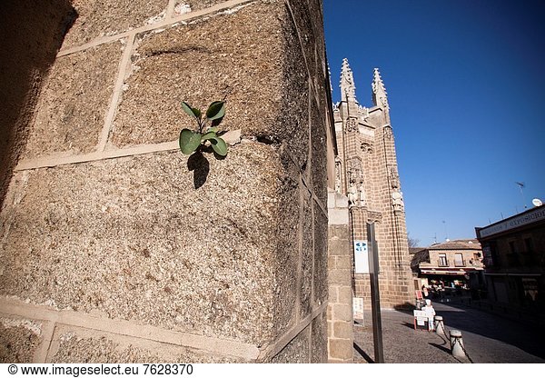 Außenaufnahme  Wachstum  Pflanze  Fassade  Kloster  Spanien  Toledo