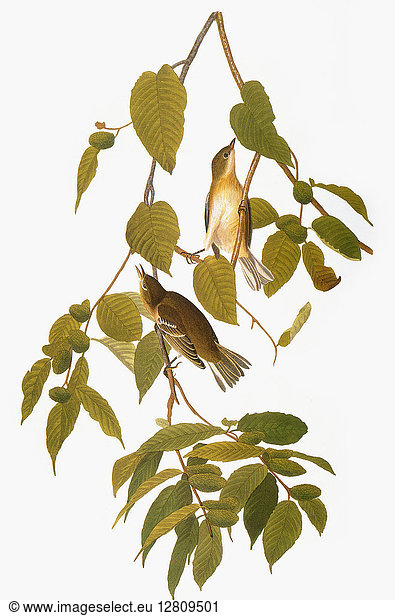 AUDUBON: WARBLER. Two young Bay-breasted Warblers (Setophaga castanea  formerly Dendroica castanea)  from John James Audubon's 'The Birds of America ' 1827-1838.