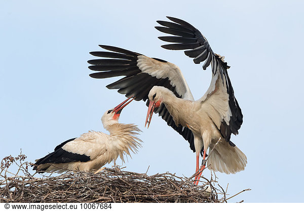 Auf dem Nest landender Weißstorch (Ciconia ciconia) wird vom Partner mit Klappern begrüßt Hessen Deutschland Europa