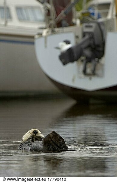 Auf dem Wasser schlafender erwachsener Seeotter (Enhydra lutris)  im Hafen mit Booten  Monterey  Kalifornien (U.) S. A