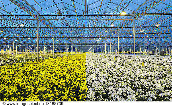 Auf den Anbau von Chrysanthemen spezialisiertes Gewächshaus  Ridderkerk  zuid-holland  Niederlande