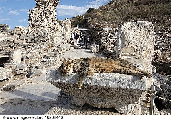 Auf einem Felsen ruhende Katze. Motive aus der antiken römischen Stadt Ephesus in der Türkei. Hier gibt es viele Katzen  die sich von all den Touristen  die den Ort besuchen  völlig unbeeindruckt zeigen.