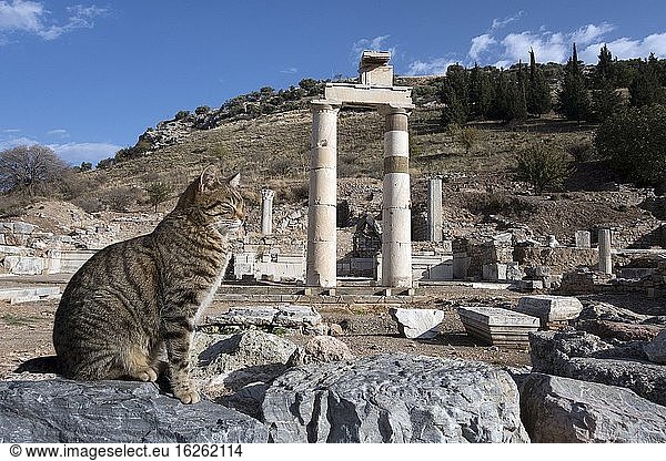 Auf einem Felsen ruhende Katze. Motive aus der antiken römischen Stadt Ephesus in der Türkei. Hier sind viele Katzen  die völlig sorglos von allen Touristen  die den Ort  Türkisch  Istanbul  Türkei besuchen scheinen