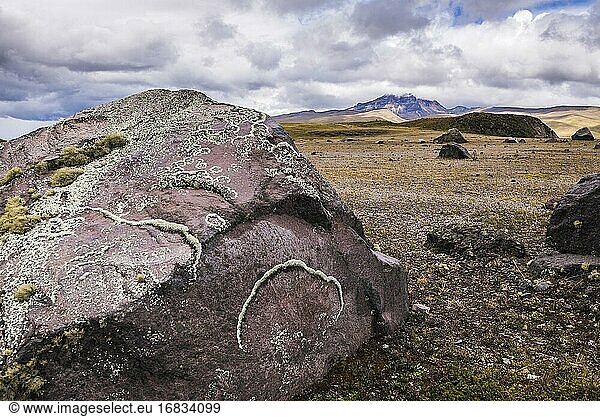 Auf Felsen wachsender Lincoln im Cotopaxi-Nationalpark  Provinz Cotopaxi  Ecuador