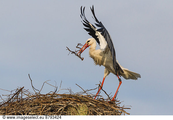 Auf Nest anfliegender Weißstorch (Ciconia ciconia) mit Nistmaterial Nordhessen Hessen Deutschland