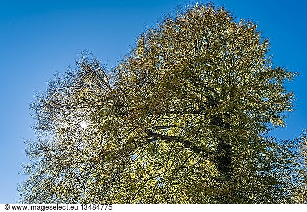 Auffallend geformter Laubbaum im Herbst  Wohlenschwil  Kanton Aarau  Schweiz  Europa