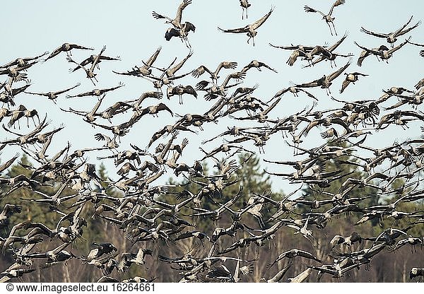 Auffliegender Vogelschwarm  Kraniche (grus grus)  Vogelzug  Västergötland  Schweden  Europa