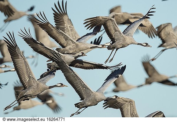 Auffliegender Vogelschwarm  Kraniche (grus grus)  Vogelzug  Västergötland  Schweden  Europa