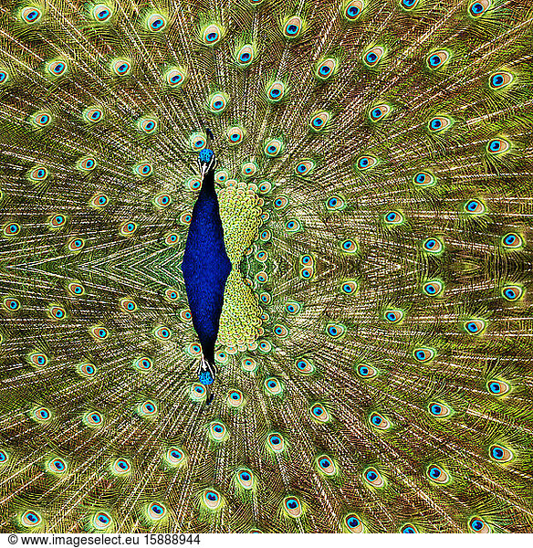 Aufgefächerter Schwanz des indischen Pfaus (Pavo cristatus)