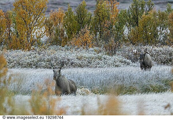 Aufmerksam beobachtet der Elchbulle (Alces alces) die Elchkuh  es ist Mitte September und langsam beginnt die Brunft  The bull Moose attentively watches the female  it is mid-September and the rut is slowly beginning