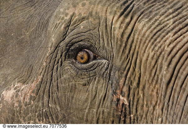 Auge eines Asiatischen Elefanten (Elephas maximus)  Kaziranga Nationalpark  Assam  Indien  Asien