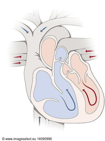 cardiac cycle pictures - 616 stock photos and images