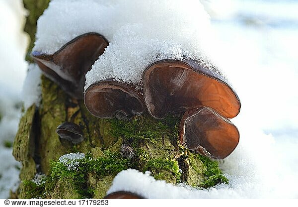 Auricularia auricula-judae (Auricularia auricula-judae) edible winter mushroom edible mushroom medicinal mushroom snow mushroom Mecklenburg-Western Pomerania Germany Europe