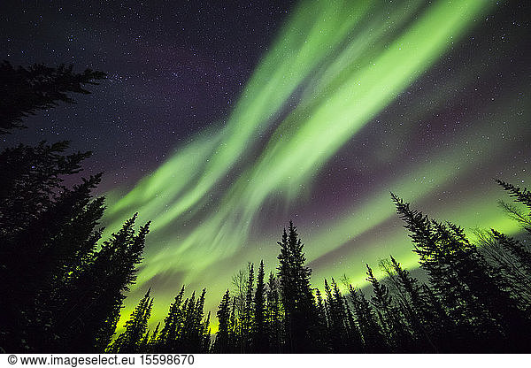 Aurora borealis über silhouettierten Bäumen am Clearwater State Recreation Site in Delta Junction; Alaska  Vereinigte Staaten von Amerika