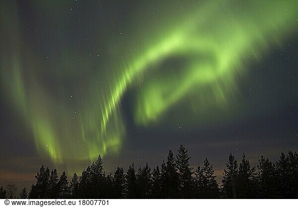 Aurora Borealis  nachts über Nadelwald  Finnland  Februar  Europa