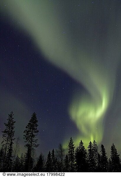 Aurora Borealis  nachts über Nadelwald  Finnland  Marsch  Europa
