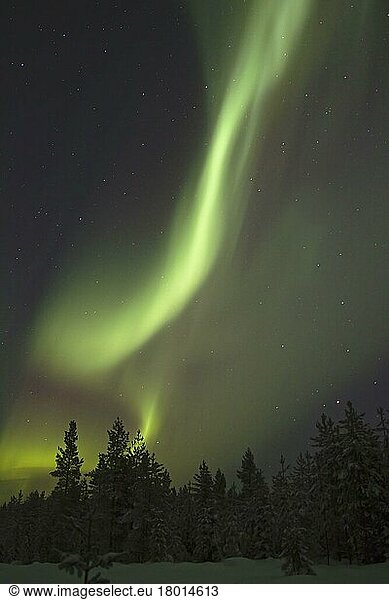 Aurora Borealis  nachts über schneebedecktem Nadelwald  Finnland  Februar  Europa