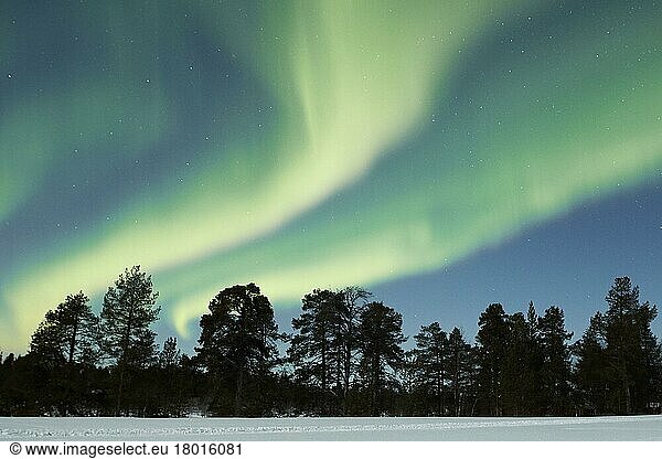 Aurora Borealis  nachts über schneebedecktem Nadelwald  Nordfinnland  März