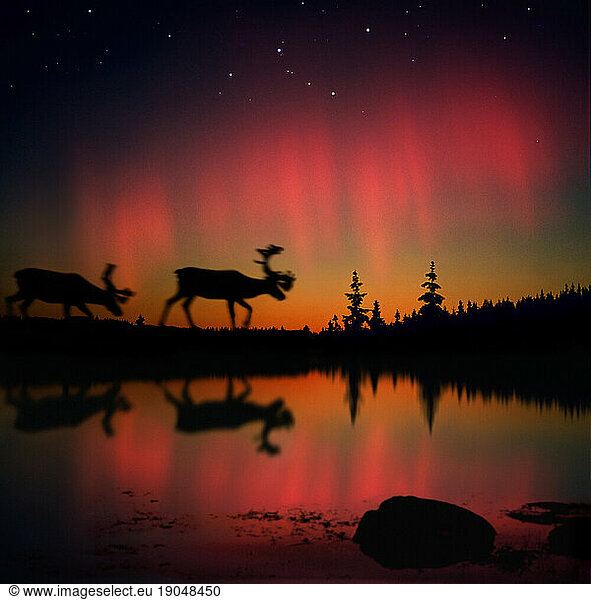 Aurora borealis  reindeer