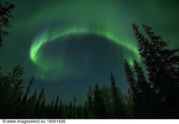 Aurora Borealis und Sterne über Nadelwald  Muonio  Lappland  Finnland  September  Europa