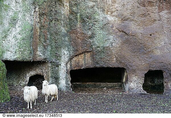 Aus dem Tuffstein herausgeschlagene Etruskergräber  Schafe  Sutri  Provinz Viterbo  Region Latium Lazio  Italien  Europa