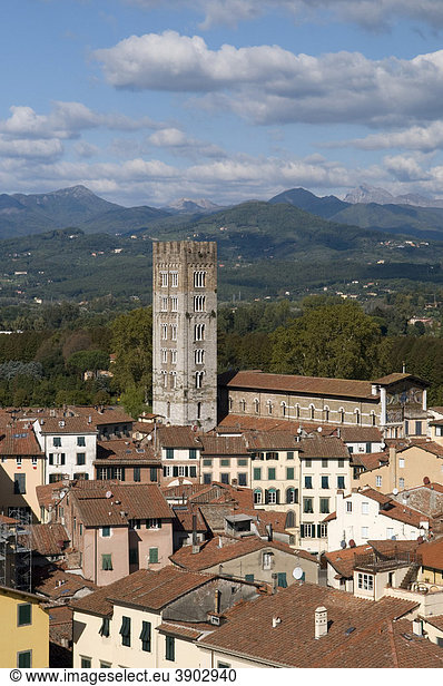 Ausblick vom Torre Guinigi auf die Stadt  Lucca  Toskana  Italien  Europa