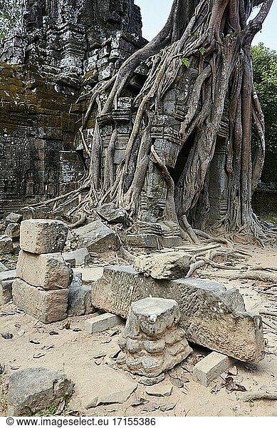 Ausgeprägte Würgefeige am Ta Som-Tempel  Angkor  Siem Reap  Kambodscha.