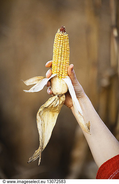 Ausgeschnittenes Bild einer Frau  die Mais hält
