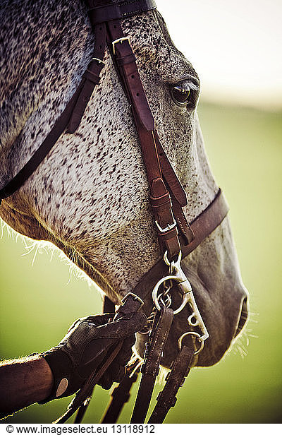 Ausgeschnittenes Bild eines handgehaltenen Zaumzeugs eines Pferdes