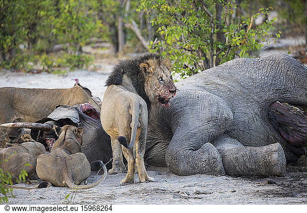 Ausgewachsene Löwen beim Fressen eines toten Elefantenkadavers in einem Wildreservat.