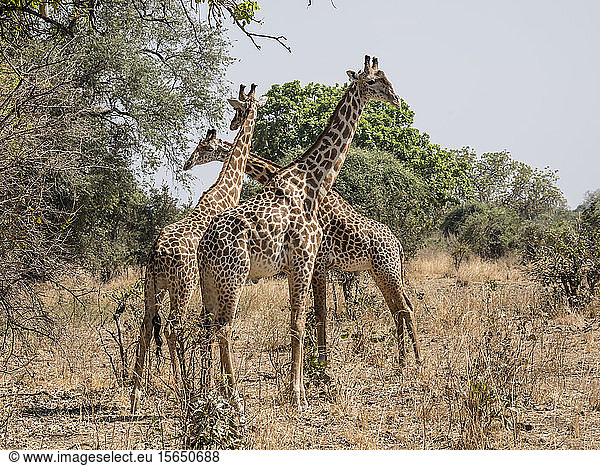 Ausgewachsene männliche Thornicrofts-Giraffen (Giraffa camelopardalis thornicrofti)  South Luangwa National Park  Sambia