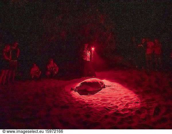 Ausgewachsene weibliche Grüne Meeresschildkröte (Chelonia Mydas)  die nachts an Land kommt  um zu nisten  Rekawa Beach  Sri Lanka  Asien