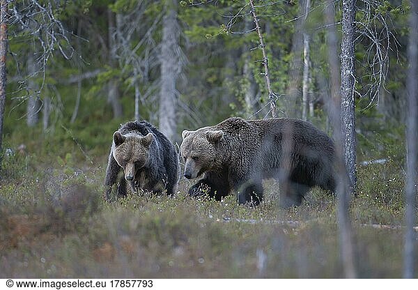Ausgewachsenes männliches und weibliches Tier des Europäischen Braunbär (Ursus arctos) in einem borealen Wald  Suomussalmi  Karelien  Finnland  Europa