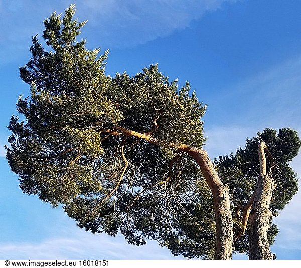 Ausladende Kiefer vor blauem Himmel. Pinus sylvestris.