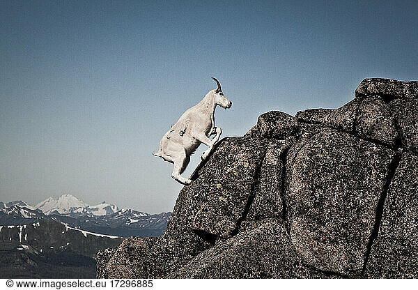 Aussicht auf eine Bergziege  die einen felsigen Grat erklimmt  B.C. Kanada