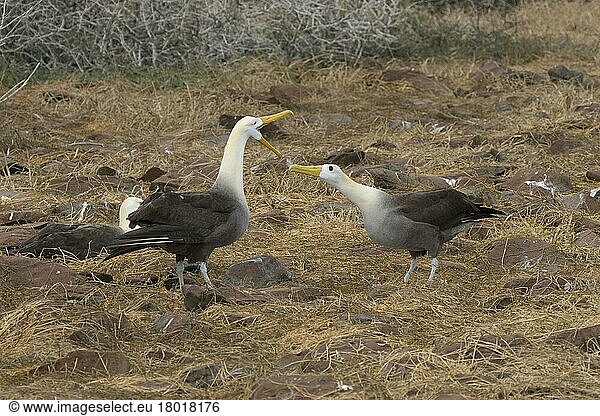 Ausstellung gewellter Albatrosse auf der Insel Espanola  Galapagos