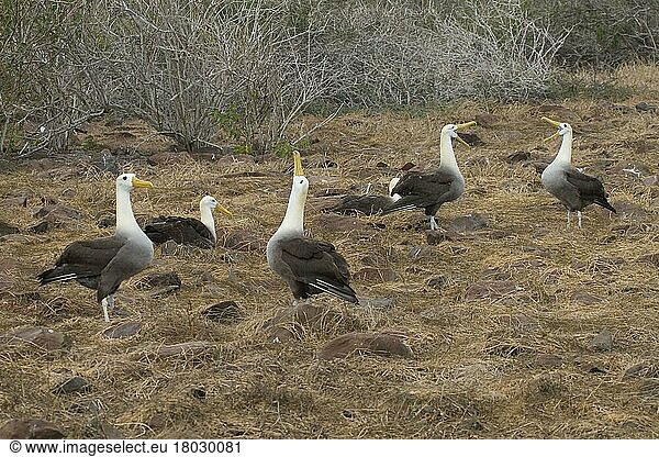Ausstellung von gewellten Albatrossen auf der Insel Espanola  Galapagos