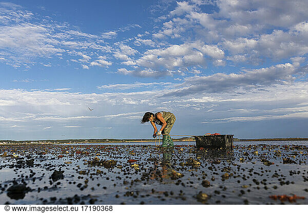 Austernpflückerin beim Ernten von Austern bei Ebbe in Wellfleet  MA