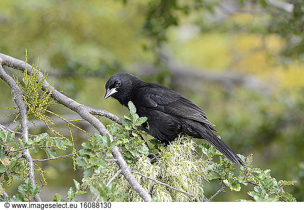 Austral blackbird (Curaeus curaeus) on a branch  Torres del Paine National Park  XII Magallanes and Chilean Antarctic Region  Chile