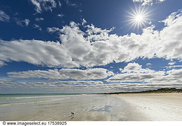 Australia,  South Australia,  Robe,  Summer clouds over lone seagull standing at Fox Beach