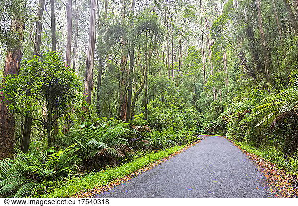 Australia,  Victoria,  Beech Forest,  Turtons Track road cutting through lush rainforest